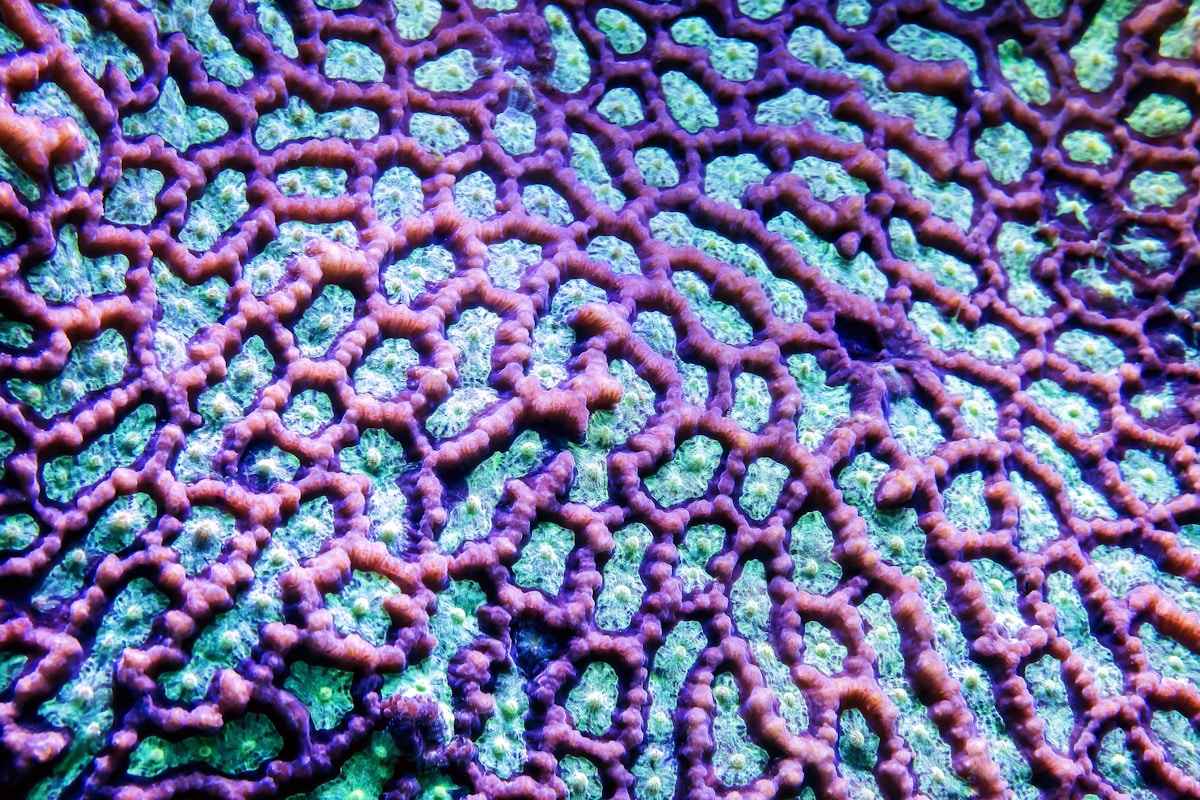 Corals