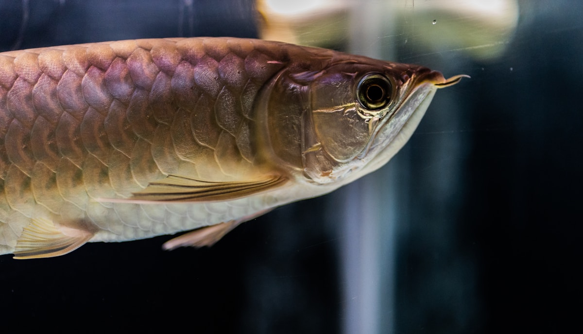 Freshwater Fish