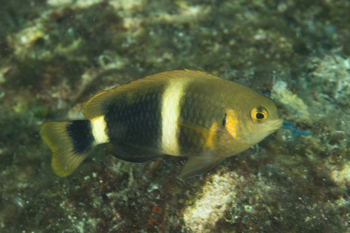 Twin-Spot Damsel