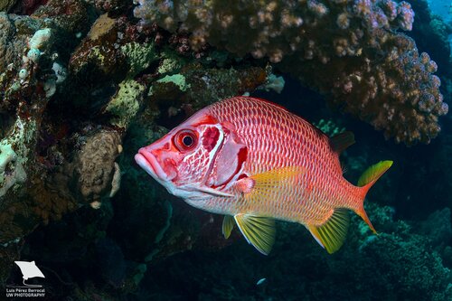 Squirrelfish