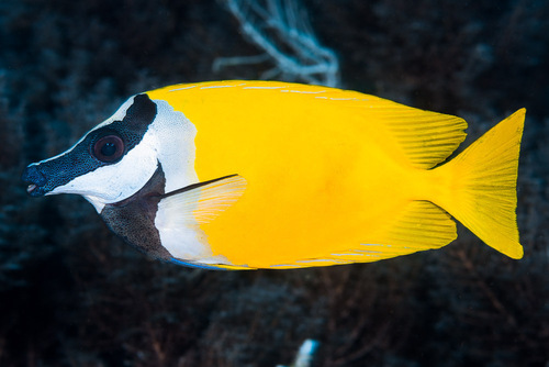 Foxface fish