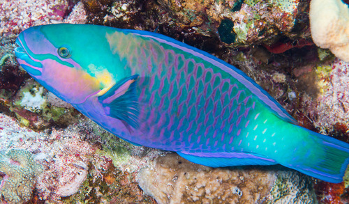 Green Parrotfish