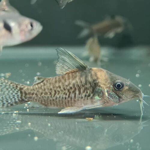 Delphax Corydoras (False blochi catfish)