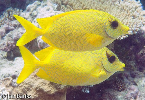 Golden Rabbitfish