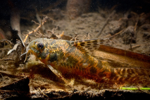 Long-Finned Corydoras
