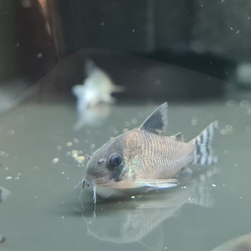 Flag Tailed Panda Corydoras