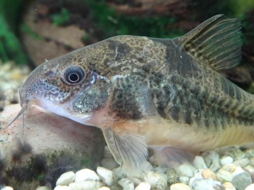 Corydoras Peppered Albino