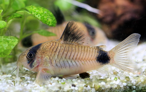 Corydoras Panda ‘WHITE'