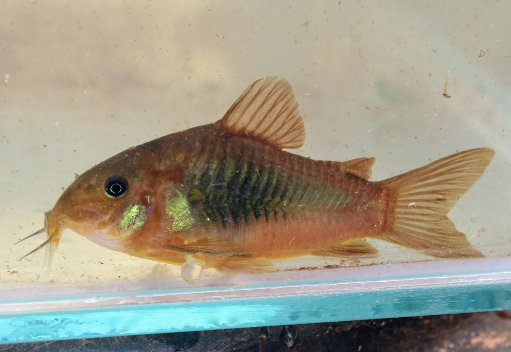 Corydoras Pigmy
