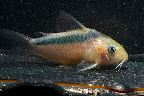 RABAUT's Corydoras