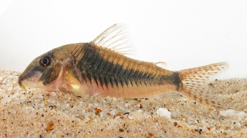 Long-nosed corydoras