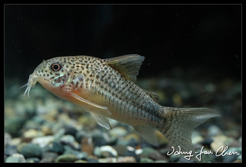 Corydoras Similis (IDV-PACK)