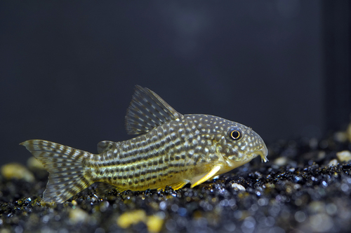 Corydoras ALBINO Sterbai