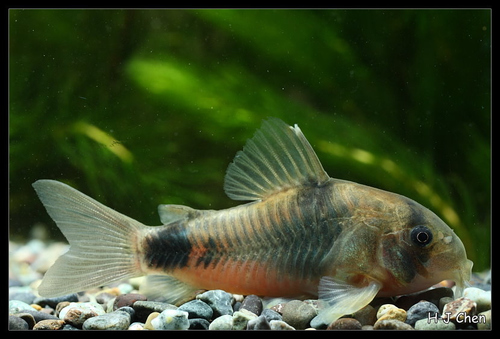 Two Saddle Corydoras