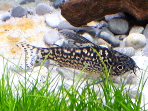 Napo Corydoras