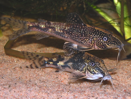 Corydoras Barbatus Golden