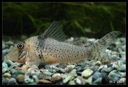 Corydoras Orcesi