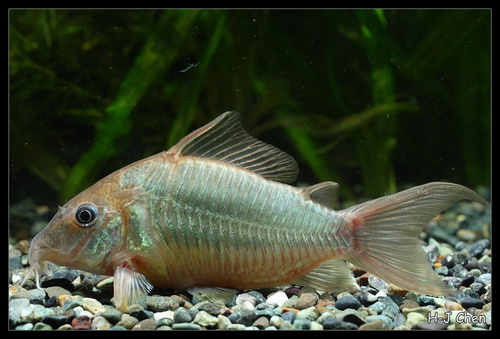 Emerald 'Brochis' Corydoras