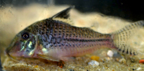 Blacktop Corydoras