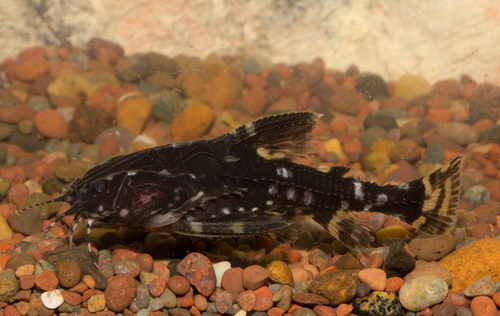 White Spotted Doradid