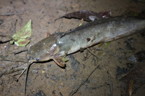 Walking Catfish (Clarias - Black)