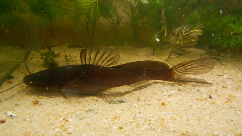 BORNEO Dragon Catfish