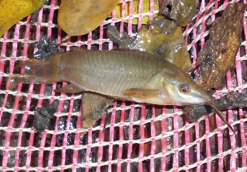 Hoplosternum magdalenae