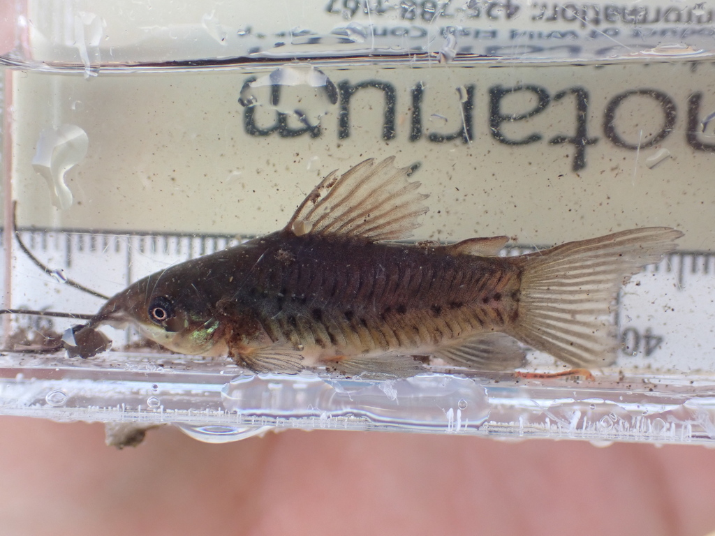 Catfish-Hoplo Port Albino