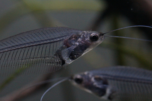Sparkling Blue Glass Catfish