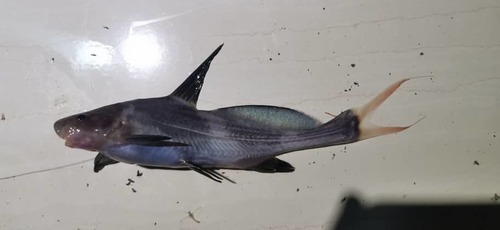 Black Lancer Catfish
