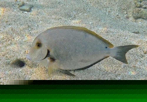 Cuvier's Surgeonfish (Juv.)