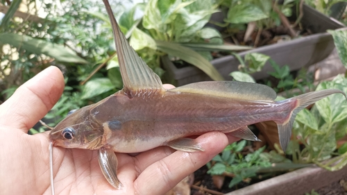 Mystus Albino