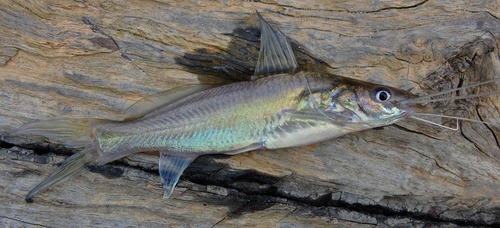 Two Spot Catfish