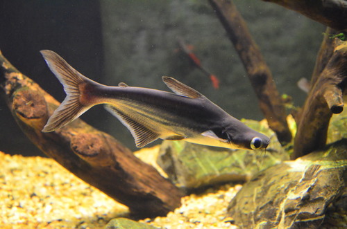 Sutchi Catfish (Golden Bangkok Catfish)