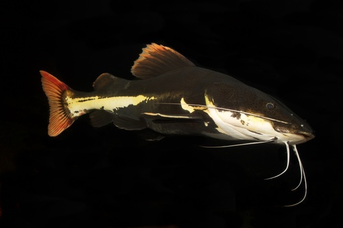 Red Tail Catfish