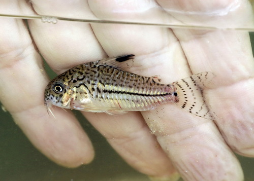 Leopard Catfish