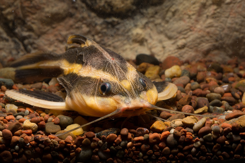 Striped Raphael Catfish (Chocolate Doradid)