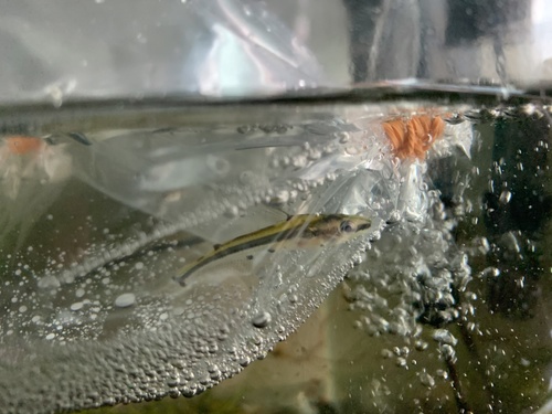 Shadow Catfish