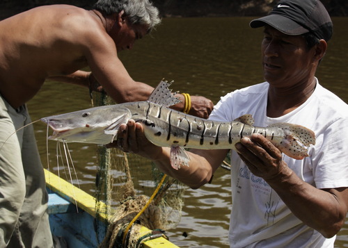 Tiger Shovelnose Catfish