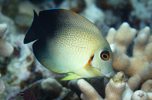 Chocolate Surgeonfish (Juv)