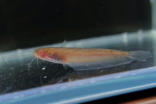 Leaf Fish