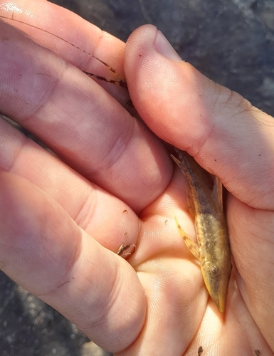 Sturisoma barbatum