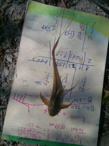 Royal Whiptail