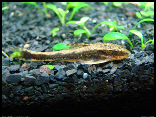 Otocinclus Catfish / Dwarf Suckers