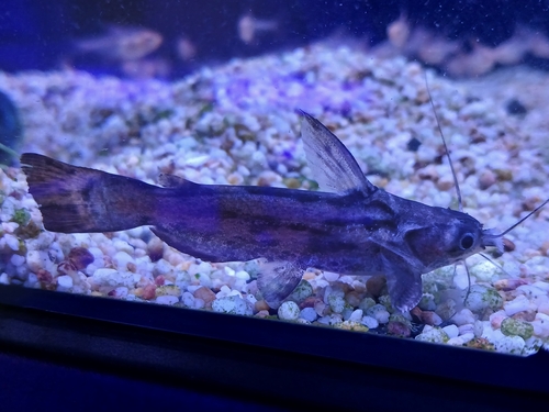 Colombia Wood Catfish
