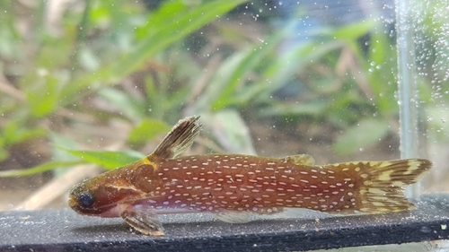 Gold spotted Wood Catfish