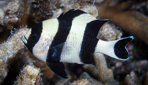 Black-Tailed Humbug