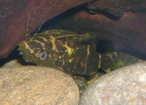 "ZEBRA" Upside Down Catfish