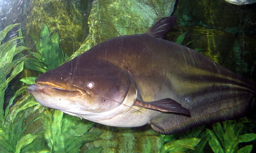 Striped Wallago leeri