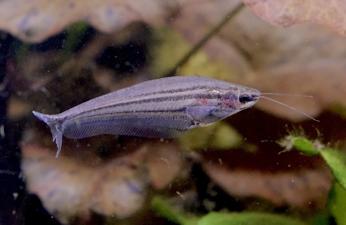 Striped Glass Catfish